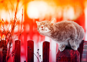 cute striped kitten in Sunny spring garden caresses and smiled