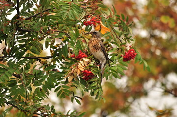 bird on a rowan branch