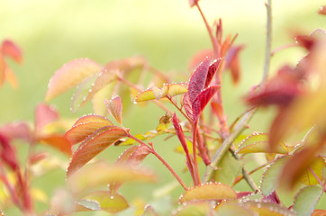 Dew drop on a rose branch in a spring morning. Gentle natural background in green colors