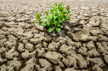 A tree growing on cracked ground.