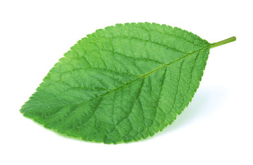 Plum leaf isolated on a white background with clipping path. One of the best isolated pear leaves that you have seen.