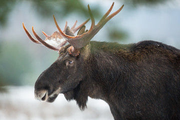 Mammal - bull moose (Alces)