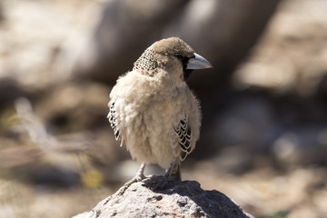 Close up portrait of a beautiful bird