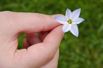 Soft white spring flower in the men's hands on a green grass background