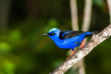 Cyanerpes cyaneus