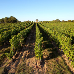 Fototapeta na wymiar Paysage de vigne en Anjou