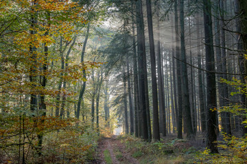 autumn in the forest