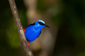 Cyanerpes cyaneus