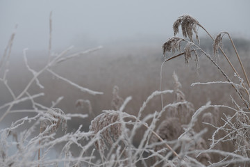 Frozen, foggy winter landscape