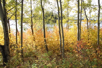 Autumn By The Lake, Elk Island National Park, Alberta