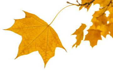 Yellow Autumn leaves