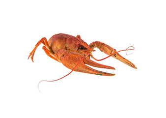 red cancer isolated on white background