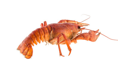 red cancer isolated on white background