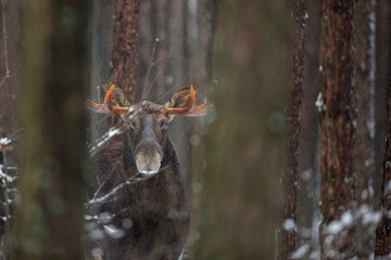 Mammal - bull moose (Alces)