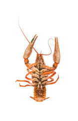 red cancer isolated on white background