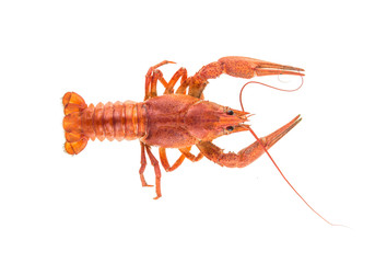 red cancer isolated on white background