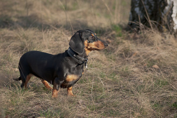 Autumn portrait of a dog dachshund black tan, standing on yello grass