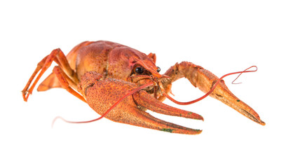 red cancer isolated on white background