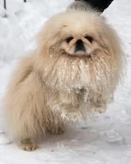 Dog Royal Pekingese on a walk in the winter.