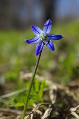 blue flower