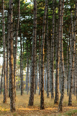 Picture for calendar pine forest. Trunks of trees in the autumn pine forest. Autumn forest landscape for postcard poster, calendar. The trunks of fir trees in the sunset light of the sun