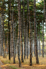 Picture for calendar pine forest. Trunks of trees in the autumn pine forest. Autumn forest landscape for postcard poster, calendar. The trunks of fir trees in the sunset light of the sun