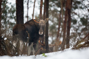 Mammal - bull moose (Alces)