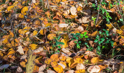 Autumn scenery. Beautiful gold fall in forest.