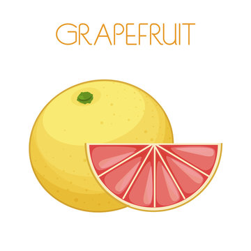 Grapefruit. Vector image on isolated background