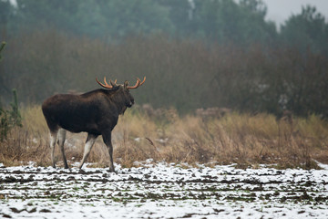 Mammal - bull moose (Alces)