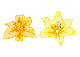 Two beautiful lily flowers. Illustration of big lilies isolated on white background. Hand drawn vector. Nature floral collection.