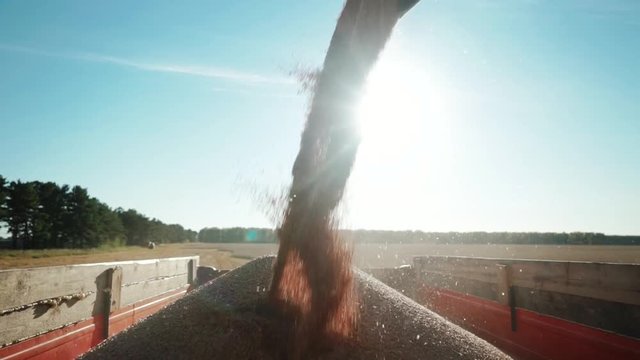 silhouette of a steady stream of grains wheat funneled through a combine extension arm into truck container on sunny autumn day