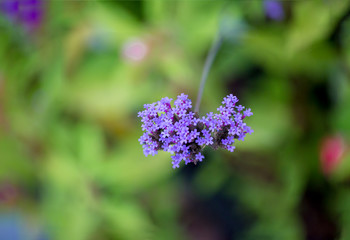 purple flowers. Limonium flowers are also known as sea-lavender, statice, caspia or marsh-rosemary.