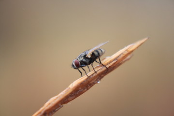fly on grass