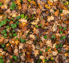 autumn leaves on forest floor