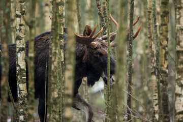 Mammal - bull moose (Alces)