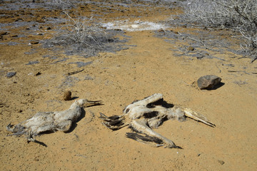 Galapagos boobies el nino 