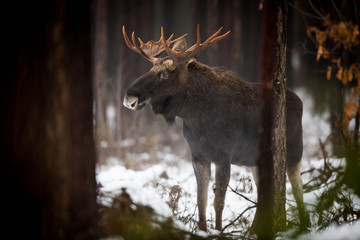 Mammal - bull moose (Alces)