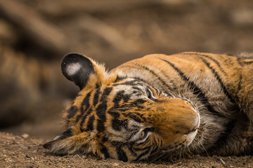 A male tiger cub in a deep thought after having afternoon meal sambar deer kill at Ranthambore National Park, India