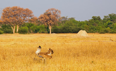 Male Kori Bustard (Ardeotis kori) showing off his plumage with a female in the distance in Hwange...