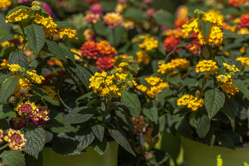 Variety of plants and flowers at the market, selective focus on flowers. Concept: flowers and plants