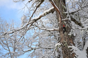Carpintero en frio