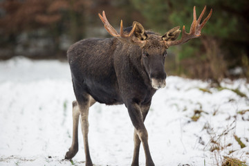 Mammal - bull moose (Alces)
