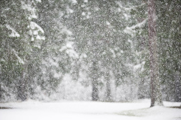 Fototapeta premium Snowfall in winter with defocused forest background