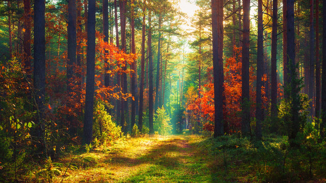 Autumn nature landscape of colorful forest in morning sunlight.