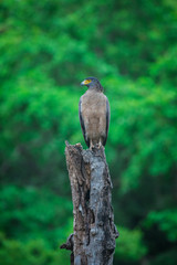 Crested Serpent Eagle (Spilornis cheela) , Bandhavgarh Tiger Reserve, India