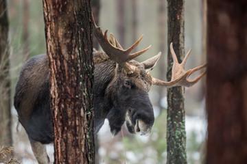 Mammal - bull moose (Alces)