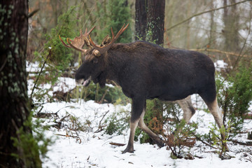 Mammal - bull moose (Alces)