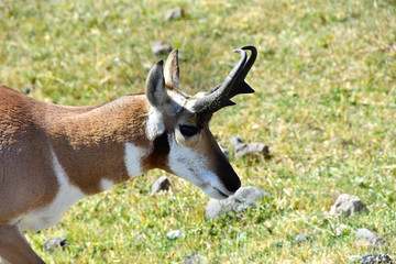 Antelope