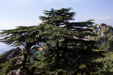 Cedar forest in Lebanon. The mountains of Lebanon are covered with thick cedar forests. Cedar is the symbol of Lebanon
